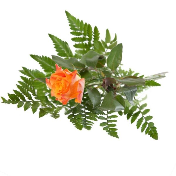 Orange med kvist