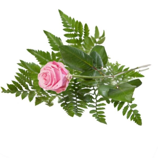 Rosa med kvist
